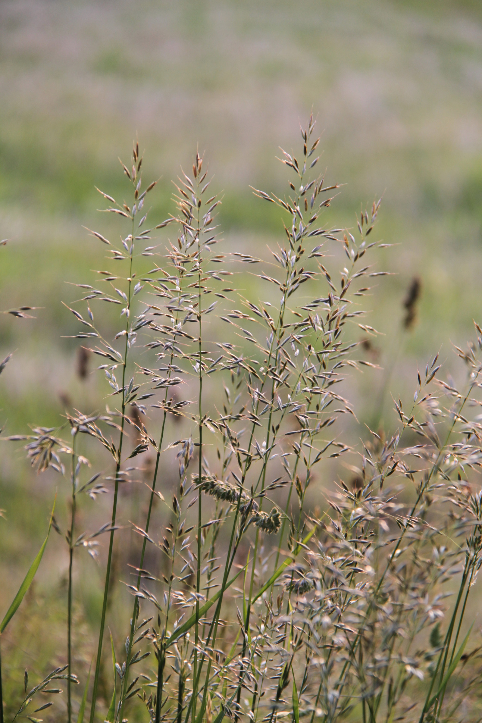 Bakgrundsbilder : fält, gräsmark, flora, äng, vild blomma, prärie ...