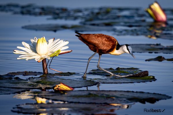 flowers,Rodi Almog,animals,birds,lake,water lilies