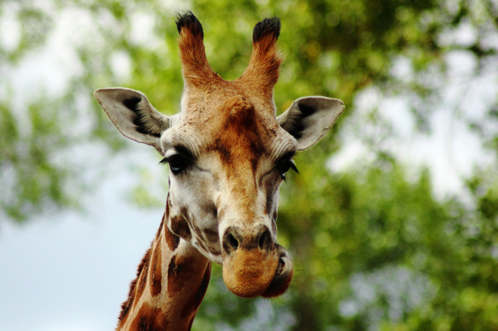 Hirsch, Lebensmittel, Augen, Gras, Fotografie, Hörner, Tierwelt, Kanon, Mund, Nase, Zoo, Kopf, kauen, Rebell, hoch, Giraffe, Safari, Hals, Eos, Fauna, Säugetier, Erinnern sie sich, Erinnern sie sich, Erinnern sie sich, Erinnern sie sich, 550d, Chester, T2i, Schnauze, Giraffidae, Organismus, Höhe, Essen, Jasonwells, Wellsie82, Wwwjasonwellscouk, Jasonwellscouk, Munch, terrestrial animal
