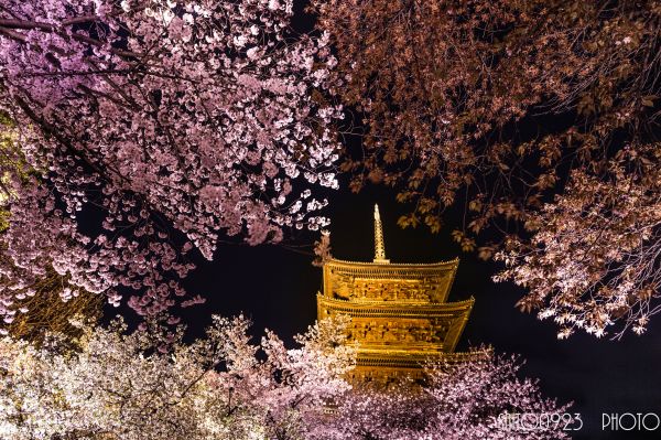 landscape,sky,branch,Japan,camera,cherry blossom