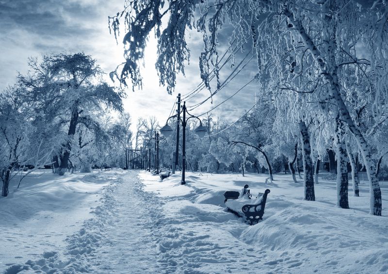 forest, snow, winter, frost, Freezing, tree forest, snow, winter, frost, Freezing, tree