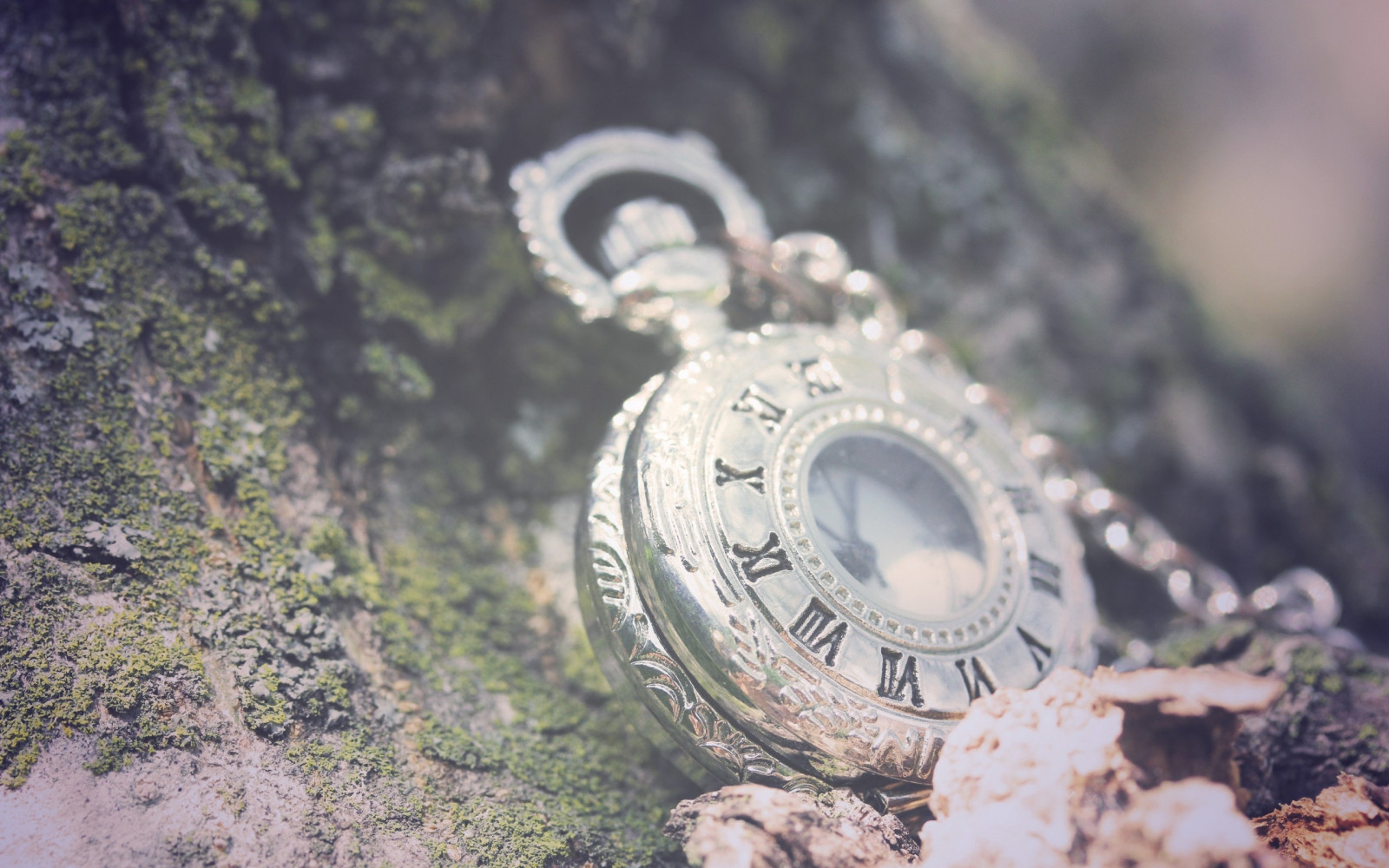 Wallpaper nature, spring, pocket, light, tree, leaf, flower, hand