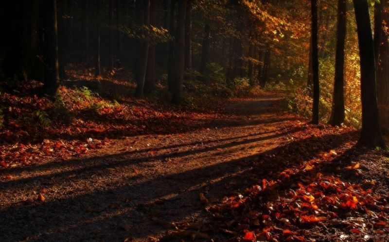 1230x768 px,podzim,les,krajina,listy,Příroda