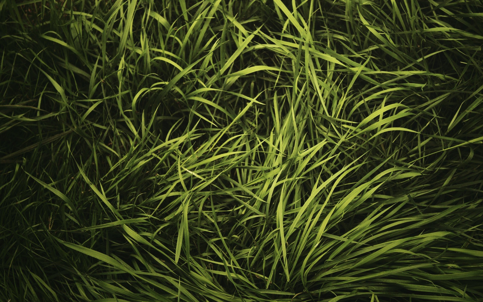 Wallpaper : alam, hijau, herba, daun, bunga, menanam, halaman rumput ...