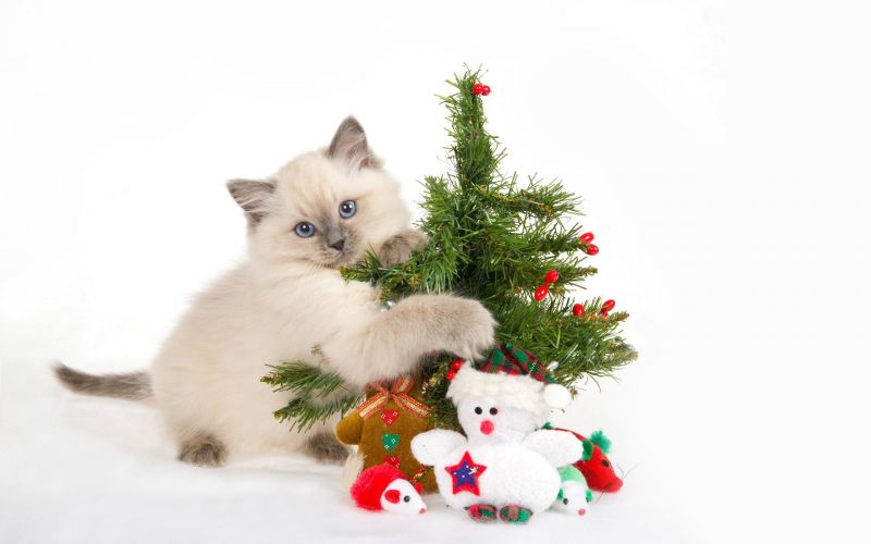 2560x1600 px, beautiful, Christmas, gifts, happy, holiday 2560x1600 px, beautiful, Christmas, gifts, happy, holiday