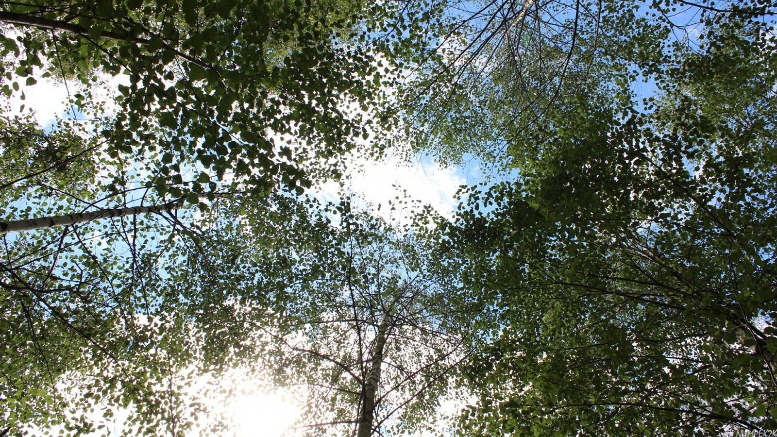 slunečnímu záření, stromy, les, Příroda, nebe, rostliny, větev, zelená, džungle, strom, list, rostlina, zálesí, místo výskytu, přírodní prostředí, botanika, dřevina, ekosystém