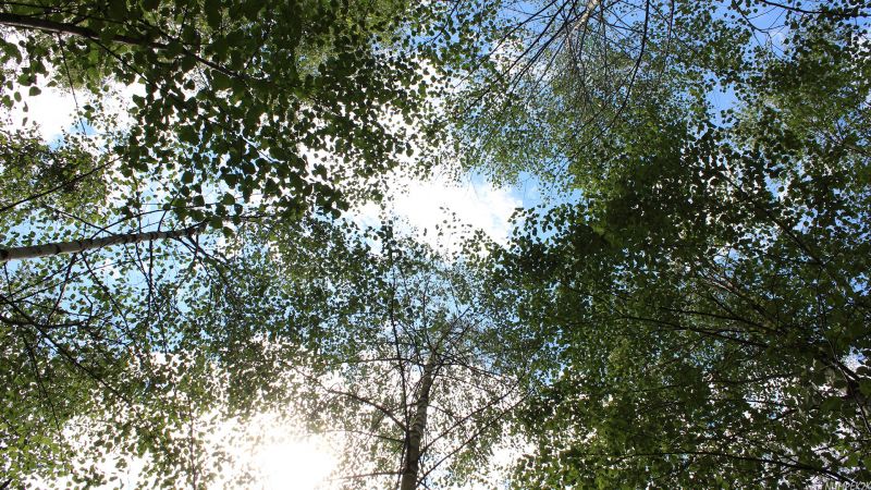 slunečnímu záření, stromy, les, Příroda, rostliny, nebe