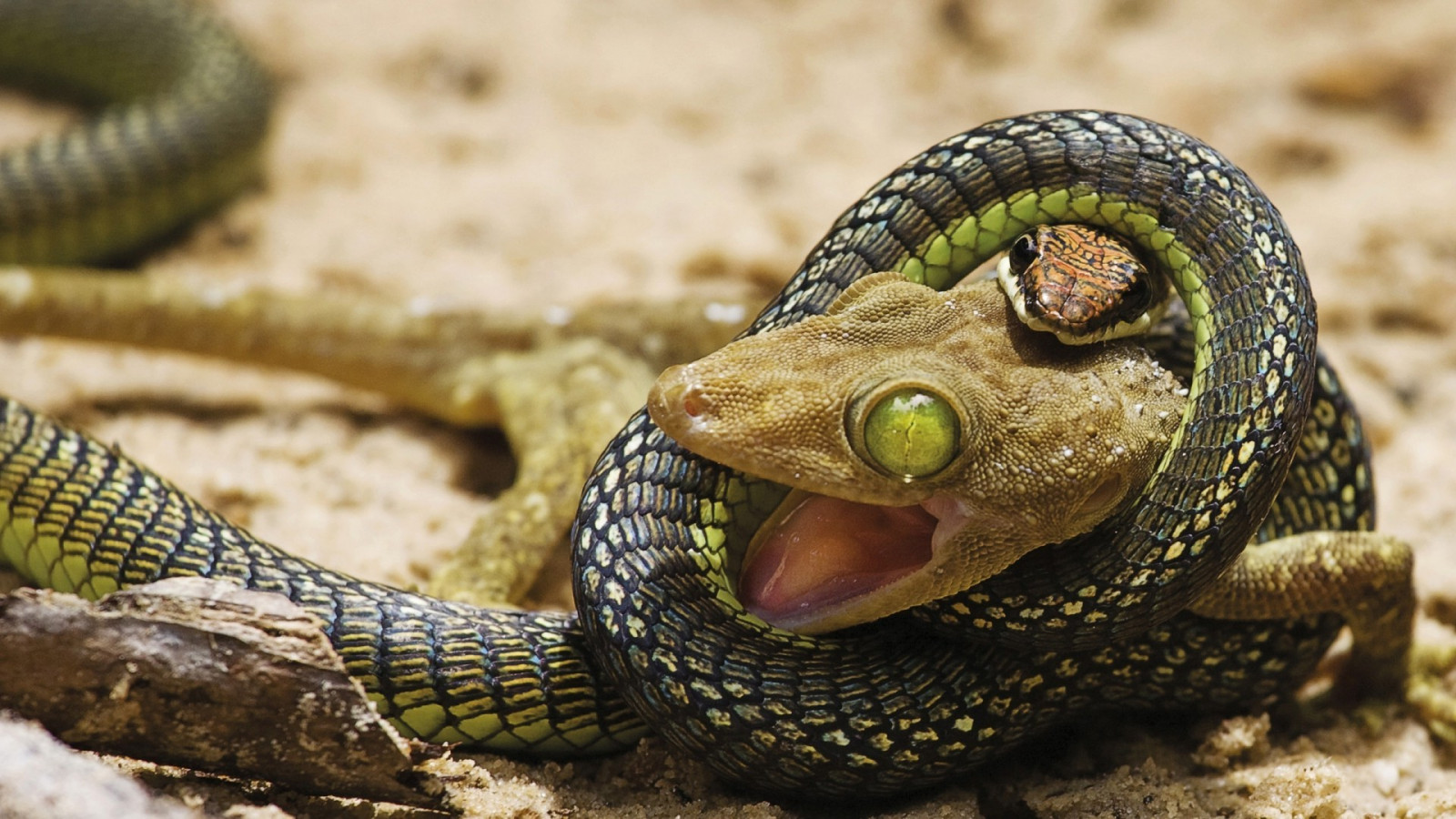 Wallpaper digital art, lizards, green eyes, wildlife, serpent, Boa