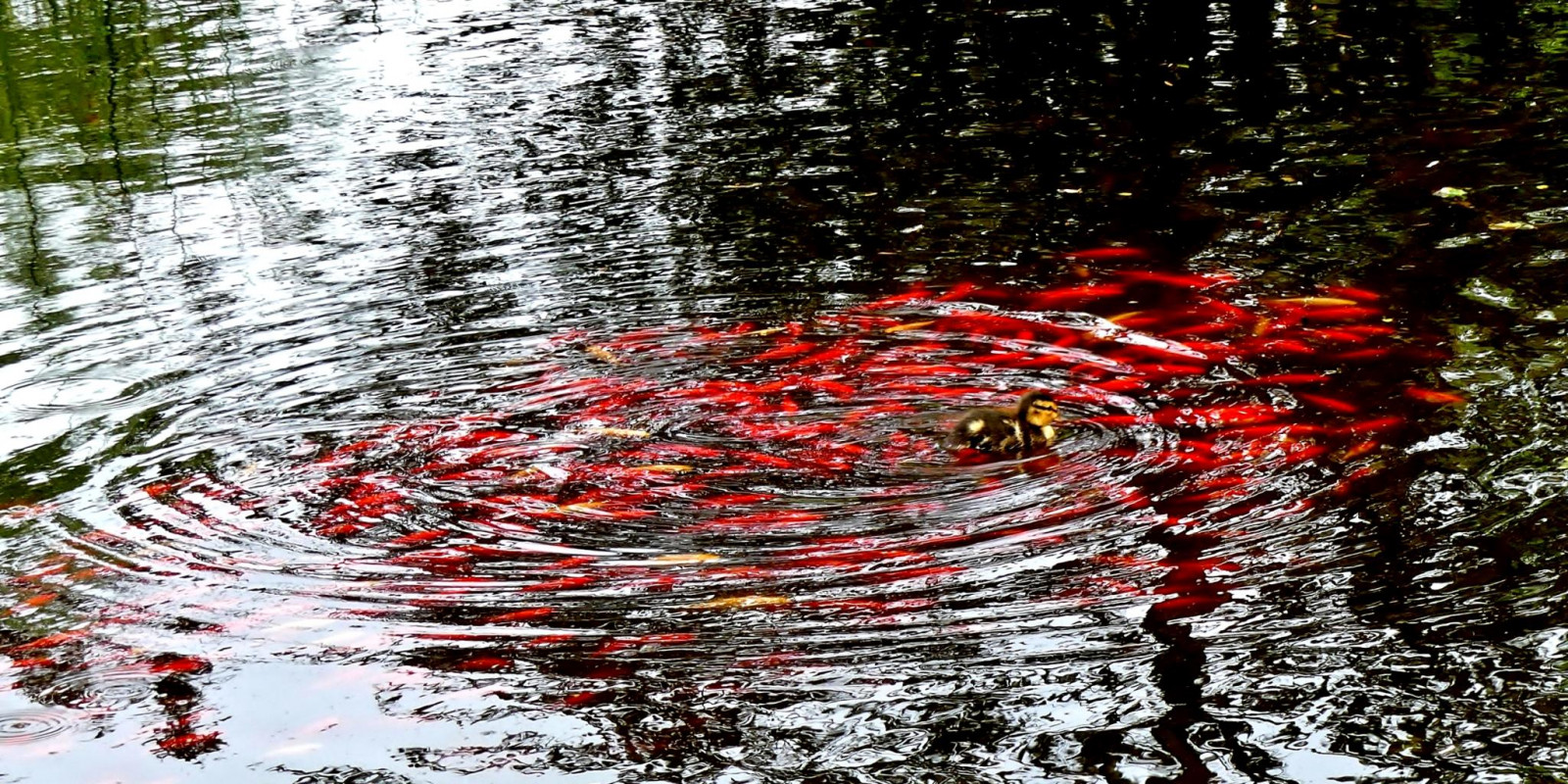 modrý, světlo, Červené, dítě, Ryba, zelená, pták, voda, žlutý, Páni, odrazy, Německo, geotagged, rybník, barvitý, zlatá rybka, kachňátko, ryba a hranolky, Goldfisch, Entenk ken