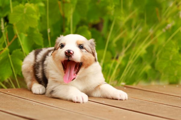 muzzle, playful, protruding tongue, Australian Shepherd, puppy