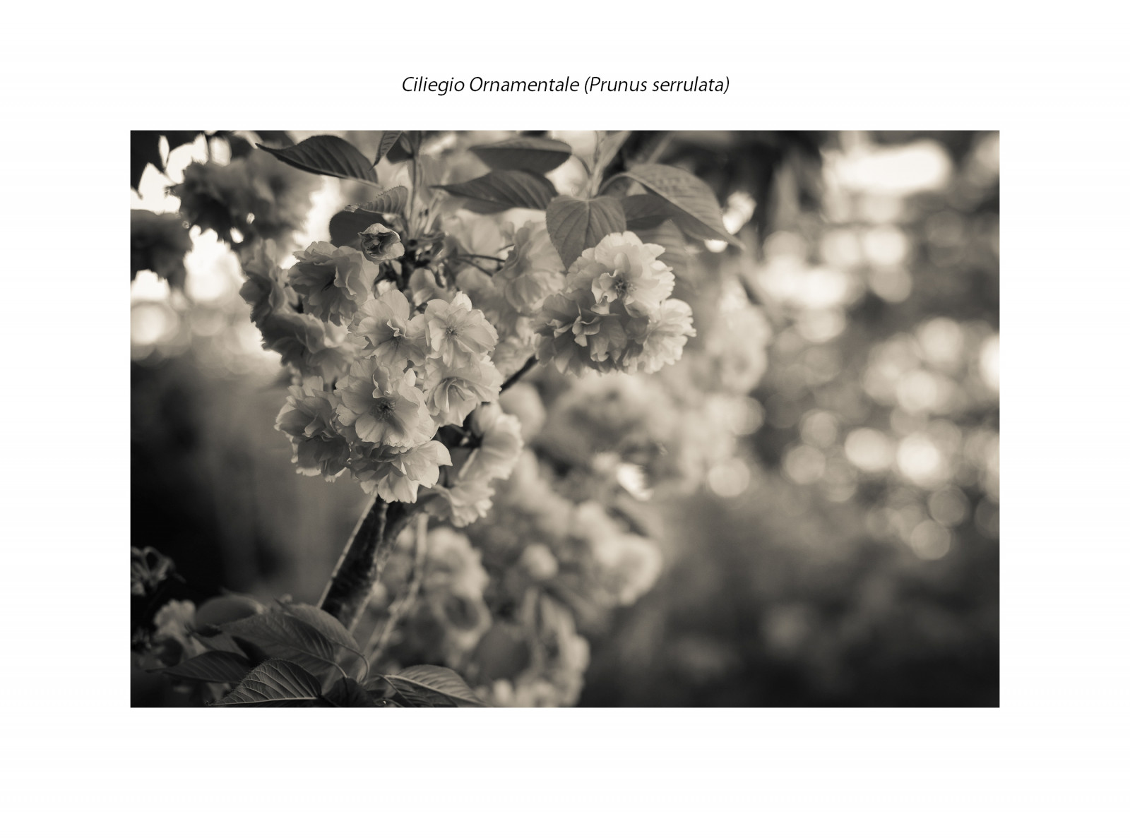bílý, černobílý, květiny, asijský, fotografování, květ, bokeh, značka, pentax, Černý a bílý, květ, tělesné, východní, třešeň, fotografie, 55mm, obraz, fiori, biancoenero, představení, Černý a bílý, monochromatické fotografování, manuallens, prunus, Ciliegio, serrulata, ornamentale, revuenon