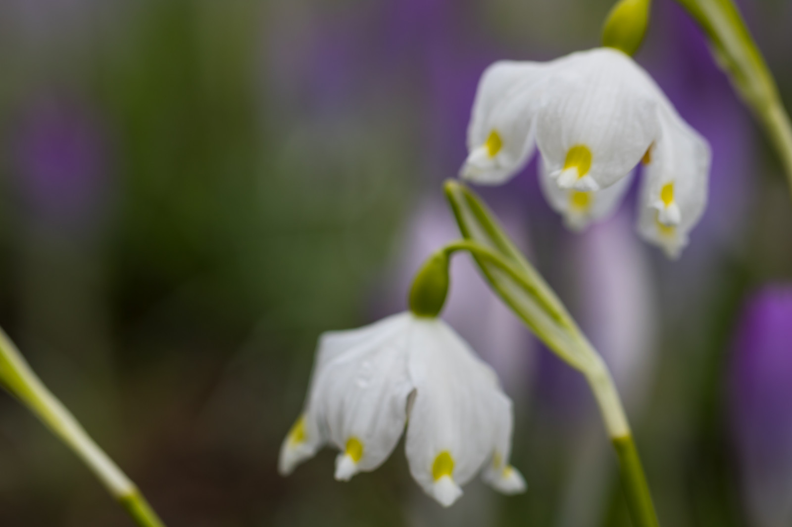 Grün, blühen, Frühling, Blume, Pflanze, Auge, Flora, Lund, Botaniskatr dg rden, Springsnowflake, Botanischer Garten, Blütenblatt, V rsn klocka, Wildblume, Botanik, Landanlage, blühende Pflanze, Makrofotografie, Pflanzenstamm