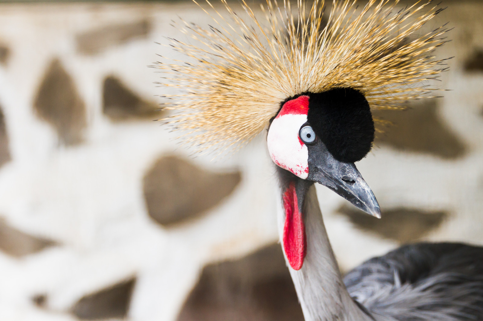 นก, สัตว์ป่า, ปาก, 2016, นก, เครน, Gran, ปีก, สัตว์ป่า, Canaria, นกที่บินไม่ได้, สัตว์มีกระดูกสันหลัง, ใกล้ชิด, Vogels, Kraanvogel, เครนเหมือนนก