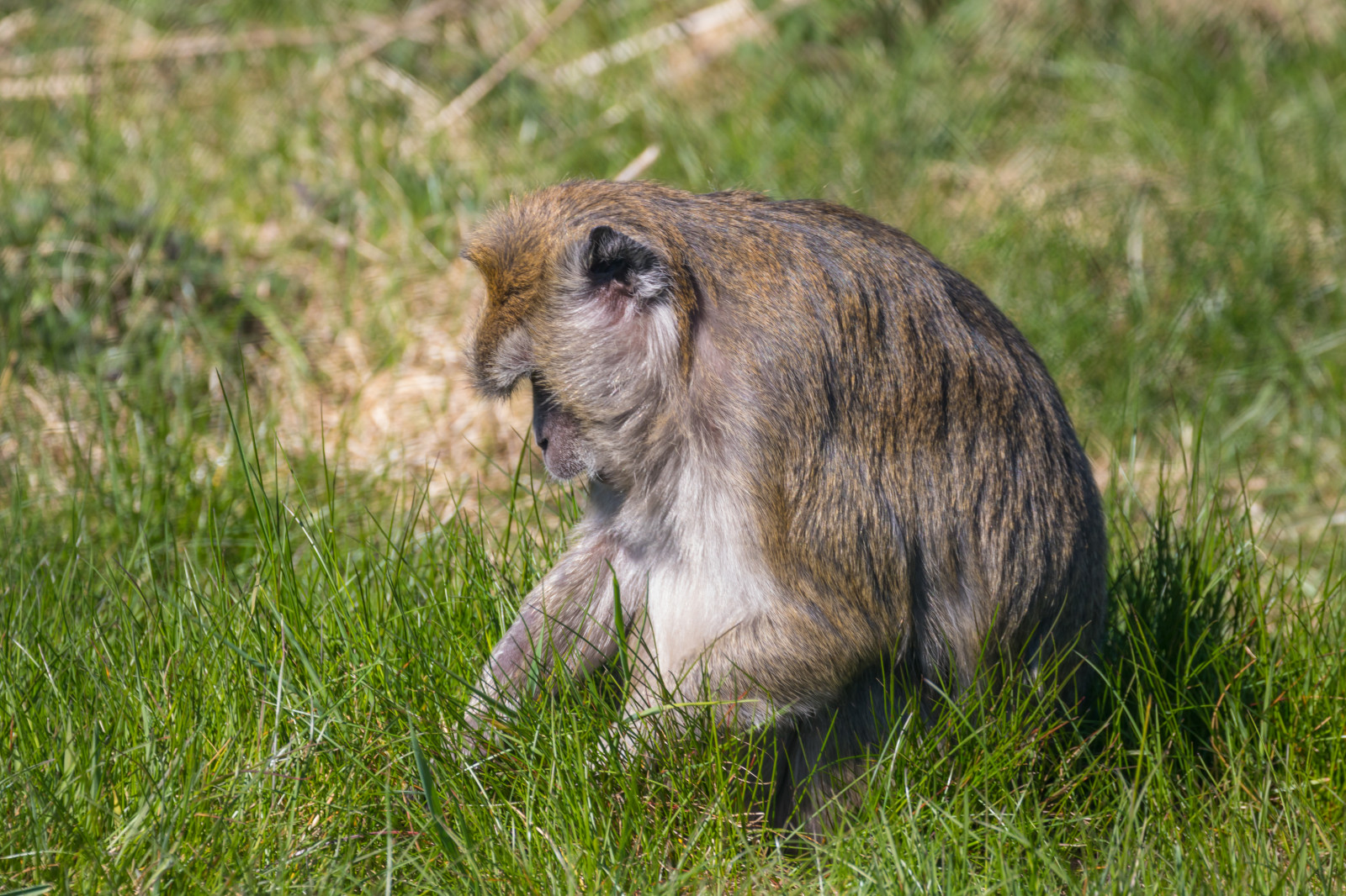 tráva, veverka, Volně žijících živočichů, zoologická zahrada, hlodavec, zvíře, králičí, DJUR, Djurpark, sk RBY, ystaddjurpark, longtailedmacaque, crabeatingmacaque, macacafascicularis, krabbmakak, louka, fauna, savec, prérie, obratlovců, svišť, králík domácí