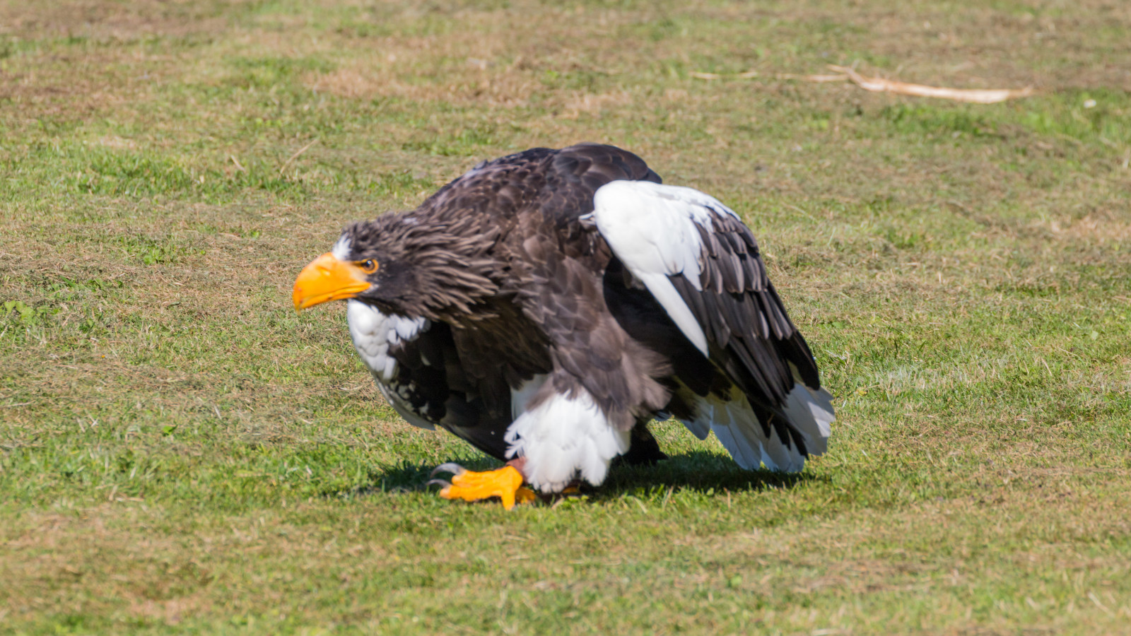 dyreliv, rovfugl, ørn, Danmark, Hvidhovedet havørn, næb, fugl, birdofprey, danmark, f gel, exif model canoneos760d, geocountry, kamera gør kanon, geocity, kameramodel canoneos760d, geostate, geolocation, exif gøre kanon, exif åbning 71, exif isospeed 125, exif linse ef70300mmf456lisusm, exif focallength 269mm, skagen, rovf gel, Ørnereservatet, rnreservatet, haliaeetuspelagicus, stellersseaeagle, j ttehavs rn, vinge, fauna, hvirveldyr, accipitriformes