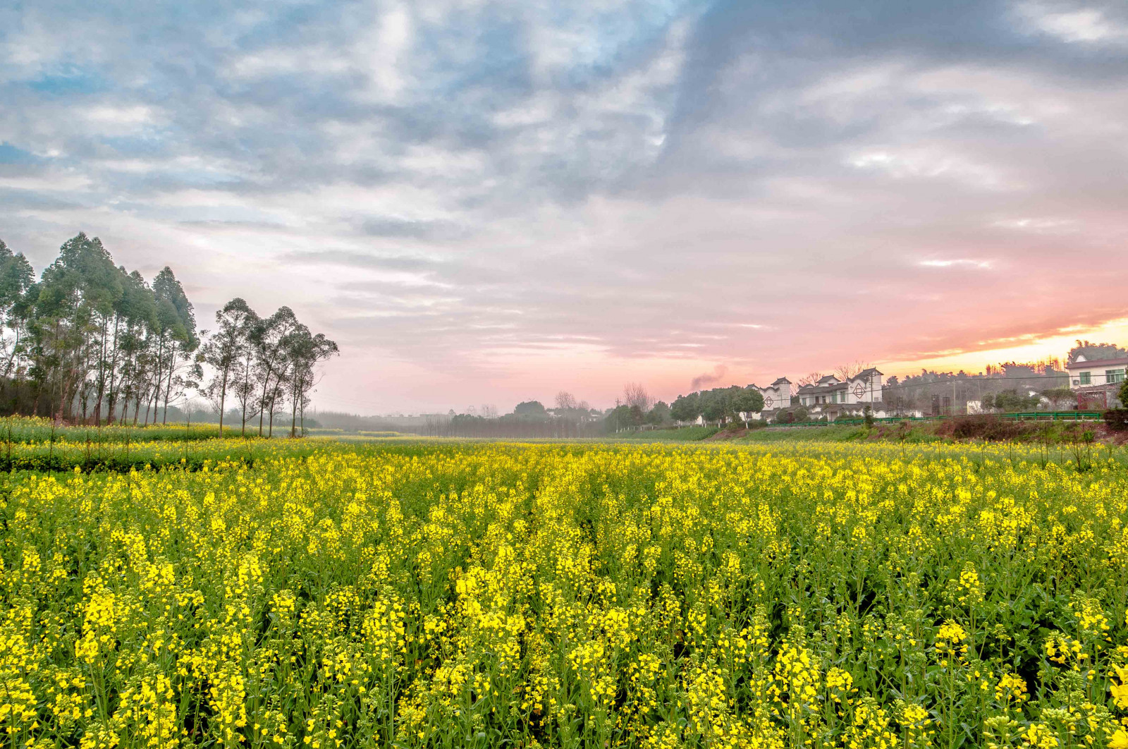 Wallpaper China, morning, cloud, flower, beautiful, sunrise