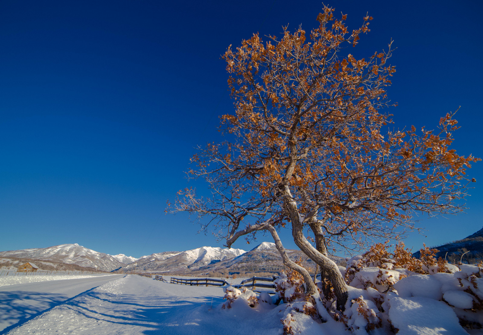 slunečnímu záření, krajina, listy, bílý, nebe, sníh, zima, silnice, větev, led, mráz, Kánon, oranžový, plot, Colorado, 2015, zmrazení, Lightroom, leden, Durango, strom, rokinon, hora, květ, počasí, rostlina, sezóna, modrá obloha, 6d, dřevina, pohoří, laplatamountains