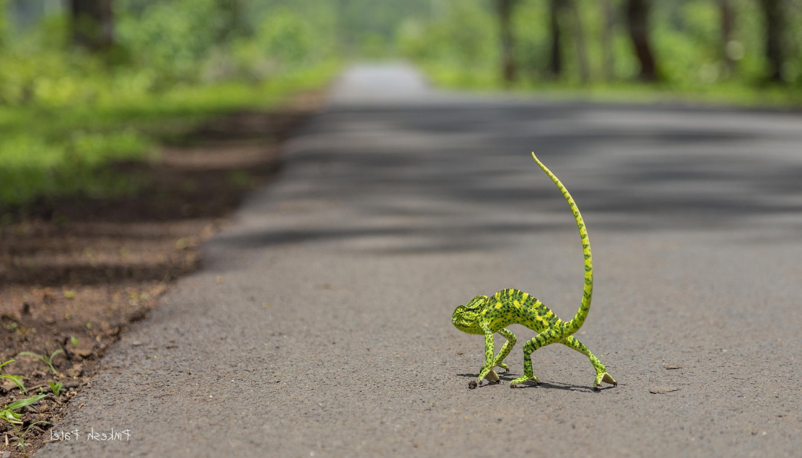 la nature, herbe, route, vert, faune, Caméléons, arbre, feuille, lézard, reptile, faune, pelouse, sol, Reptile à l'échelle