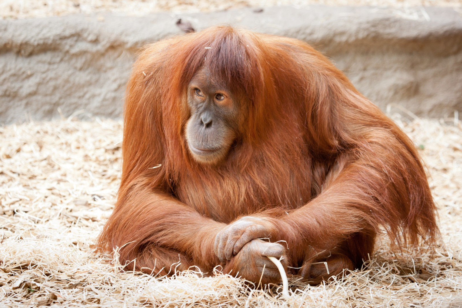 Ape, Lông thú, Lớn, Ngồi