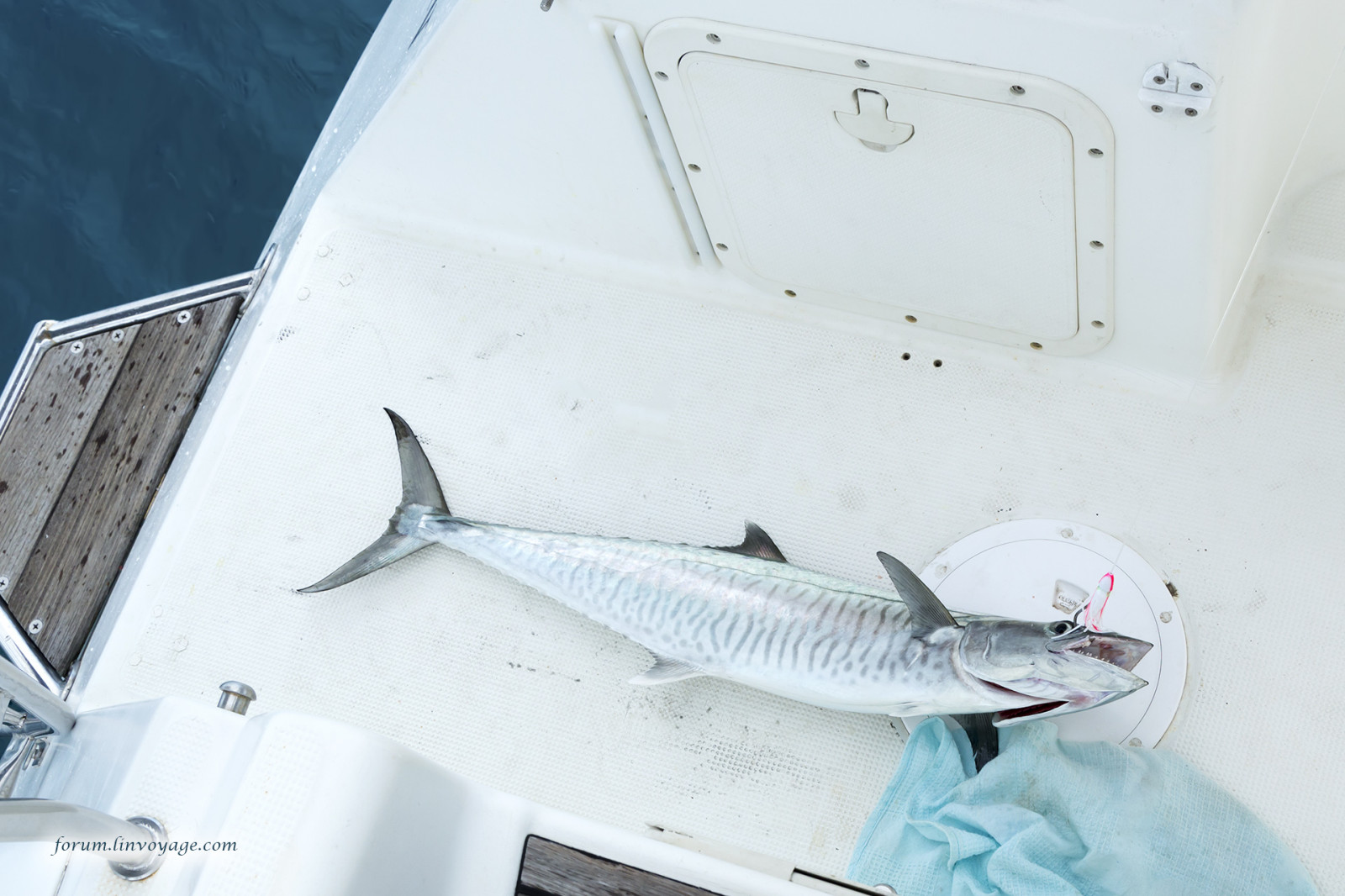 ทะเล, ปลา, อินเดีย, เรือยอชท์, ตกปลา, Barracuda, ปลาทูน่า, มหาสมุทร, อันดามัน, phuketian, แล่นเรือ, phuketphotographernet, forumlinvoyagecom, ปีก, httpforumlinvoyagecom
