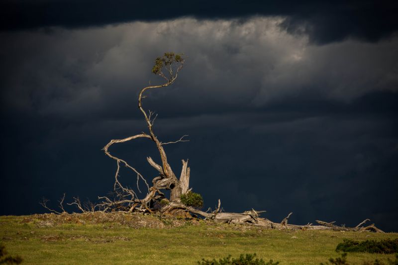 nebe, mrak, Příroda, strom, dřevina, větev nebe, mrak, Příroda, strom, dřevina, větev