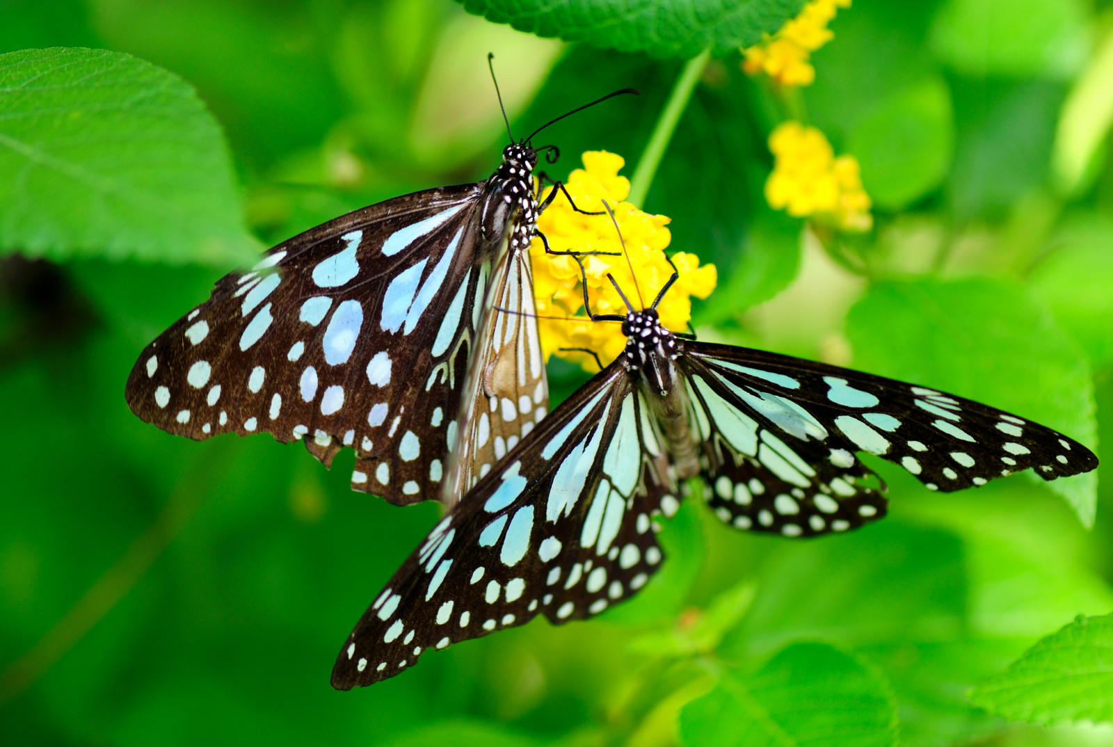 bílý, temný, stvoření, Příroda, tygr, makro, motýl, hmyz, zelená, žlutý, modrý, hnědý, Volně žijících živočichů, oranžový, pyl, bokeh, Létat, ostrý, mol, Krásná, choulostivý, měkký, list, květ, zavřít, vibrující, nahoru, micro, živý, Monarcha, křídlo, nádherný, makro fotografie, bezobratlý, členovců, organismus, opylení, nektar, opylovači, můry a motýli, lycaenid, motýl monarcha, žíla, Pieridae, u, plemeno, štětec footed motýl, třepetání, sát, oplodnění, Tirumala, Limniace, Septentrionis