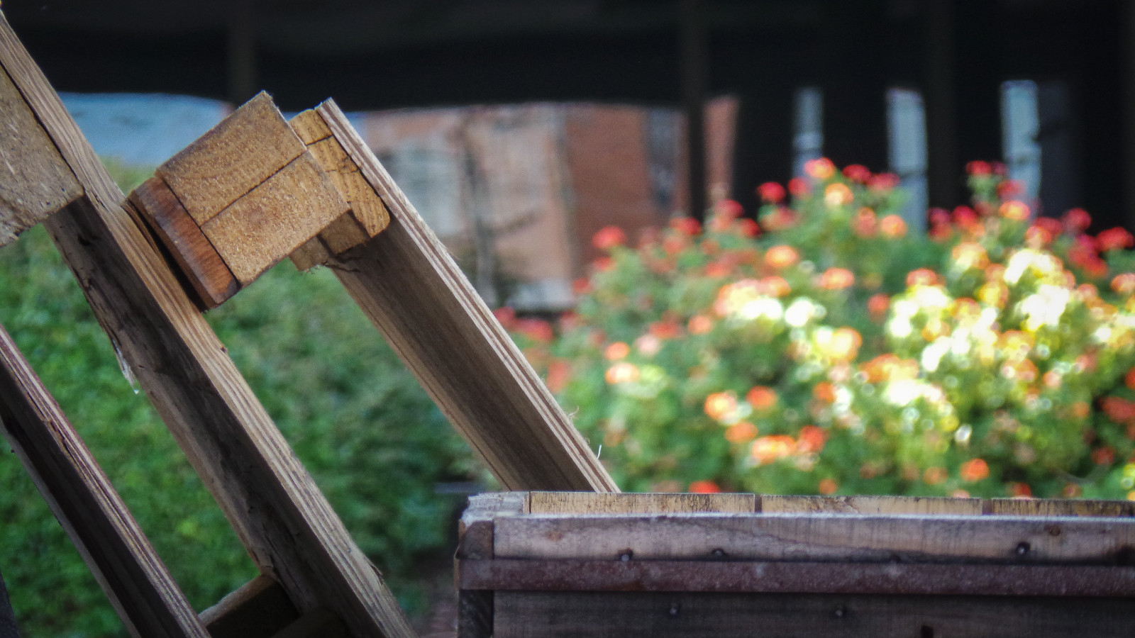 květiny, Červené, zelená, dřevěný, jasný, bokeh, Pozadí, Samsung, olistění, sklad, Adelaide, palety, uličkami, portadelaide, theen