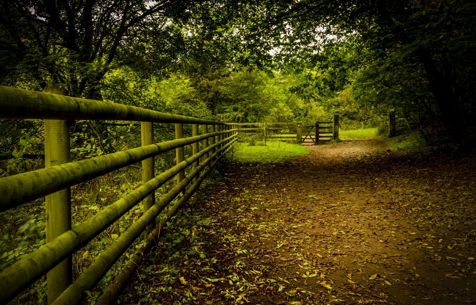 slunečnímu záření, krajina, les, listy, voda, Příroda, odraz, tráva, větev, zelená, ráno, řeka, Nikon, plot, džungle, světlo, strom, podzim, list, květ, rostlina, sezóna, D3200, nikond3200, Derbyshire, zálesí, venkov, místo výskytu, přírodní prostředí, atmosférický jev, vodní, dřevina, Peak District, trevorbowling, monsaldale, monsalhead