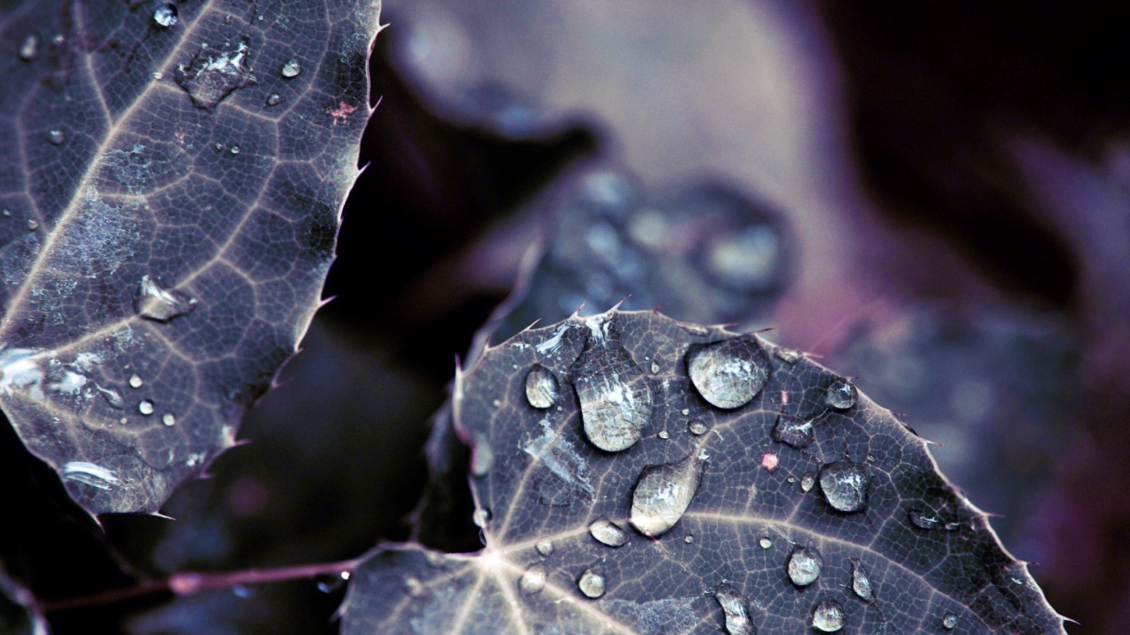 odchodzi, głębia pola, woda, Natura, Rośliny, fotografia, krople wody, niebieski, lód, mróz, rosa, kolor, jesień, liść, kwiat, roślina, upuszczać, flora, ciemność, płatek, ścieśniać, Fotografia makro