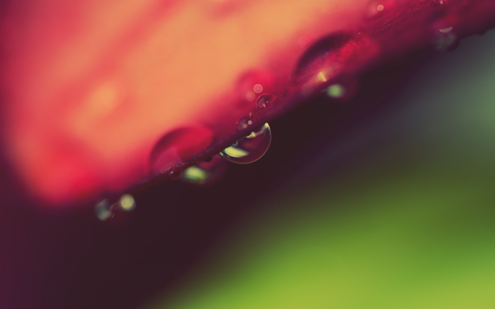 vermelho, Plantas, fotografia, gotas de água, Macro, verde, Rosa, orvalho, cor, folha, flor, plantar, solta, pétala, Papel de parede do computador, fechar-se, Macro fotografia, Caule vegetal, umidade