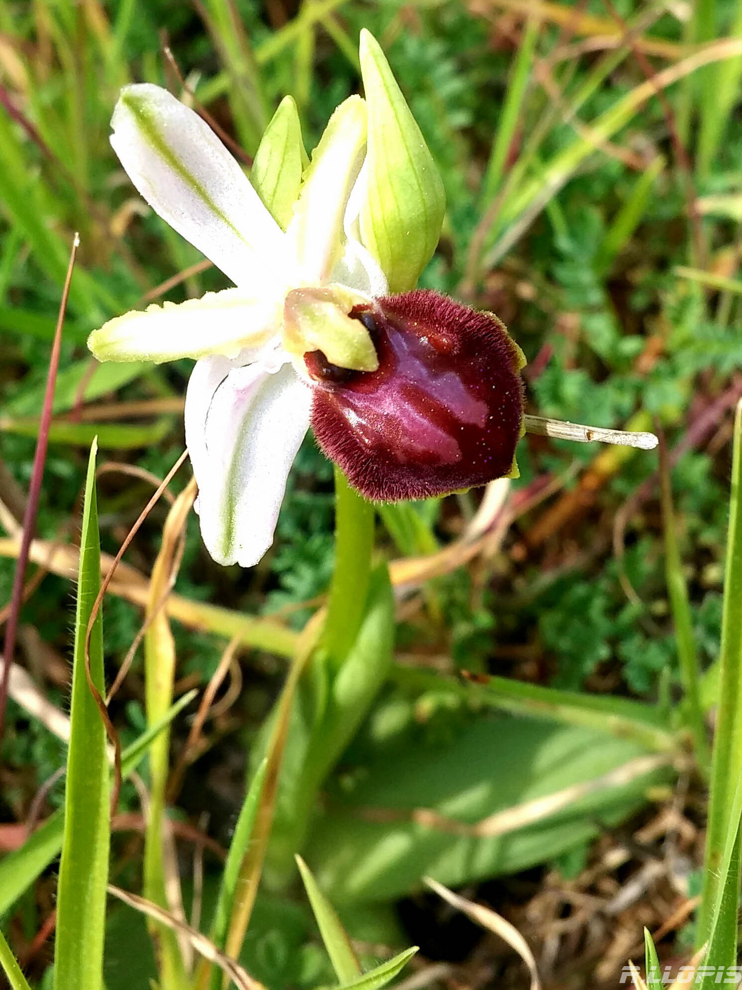 orchideje, zarostlý