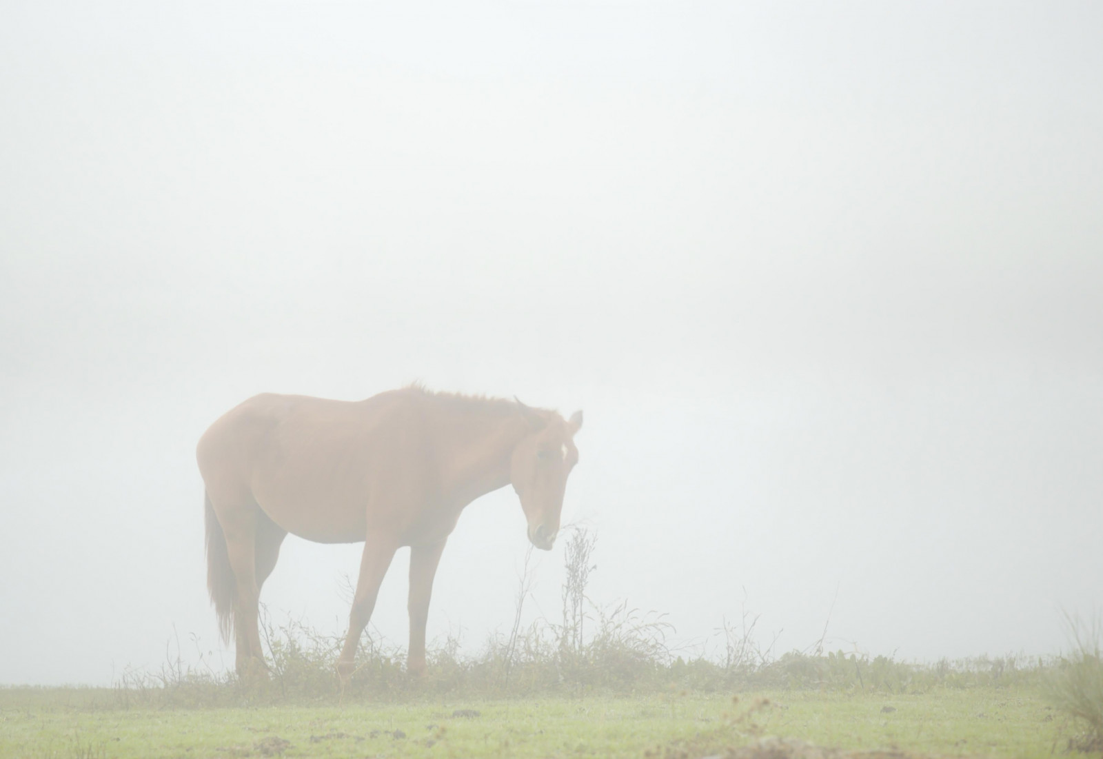 landskab, Photoshop, natur, hest, græs, himmel, fotografering, tåge, dyreliv, fotograf, Niebla, steppe, dyr, tåge, græsarealer, naturlig, husdyr, Foto, naturaleza, paisaje, græs, Safari, hoppe, foto, Fotografia, fotografo, landskaber, prærie, paisajes, snude, Extremadura, savanne, manke, hest som pattedyr, hingst, mustang hest, pastando, græsning, Caceres, økoregion, caballo, barruecos, malpartidadecaceres, Vetonia, eduardoestellez, estellez