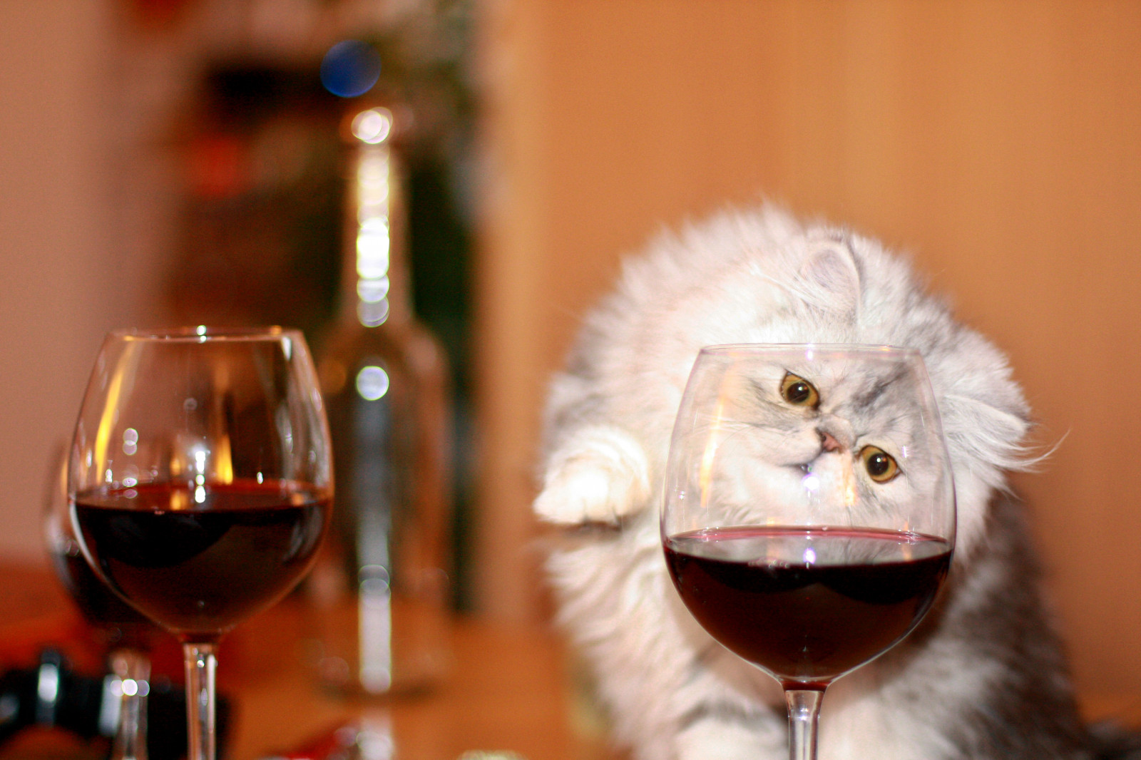 Wallpaper : glass, cat, persian, kitten, wine, fluffy, redwine