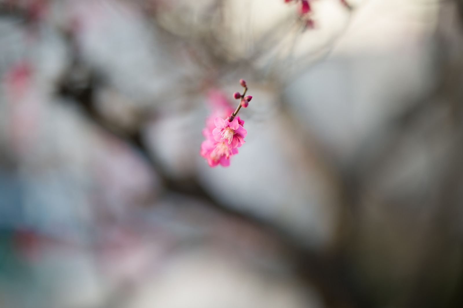 Japonsko, Červené, fotografování, Třešňový květ, Nikon, květ, růžový, jaro, Tokio, jp, barva, NIKKOR, podzim, list, květ, rostlina, krása, sezóna, oko, UME, flóra, ruka, okvětní lístek, afs105mmf14eed, afsnikkor105mmf14eed, df, ikegamibaien, Ikegami, japaneseapricot, orgán, zblízka, makro fotografie