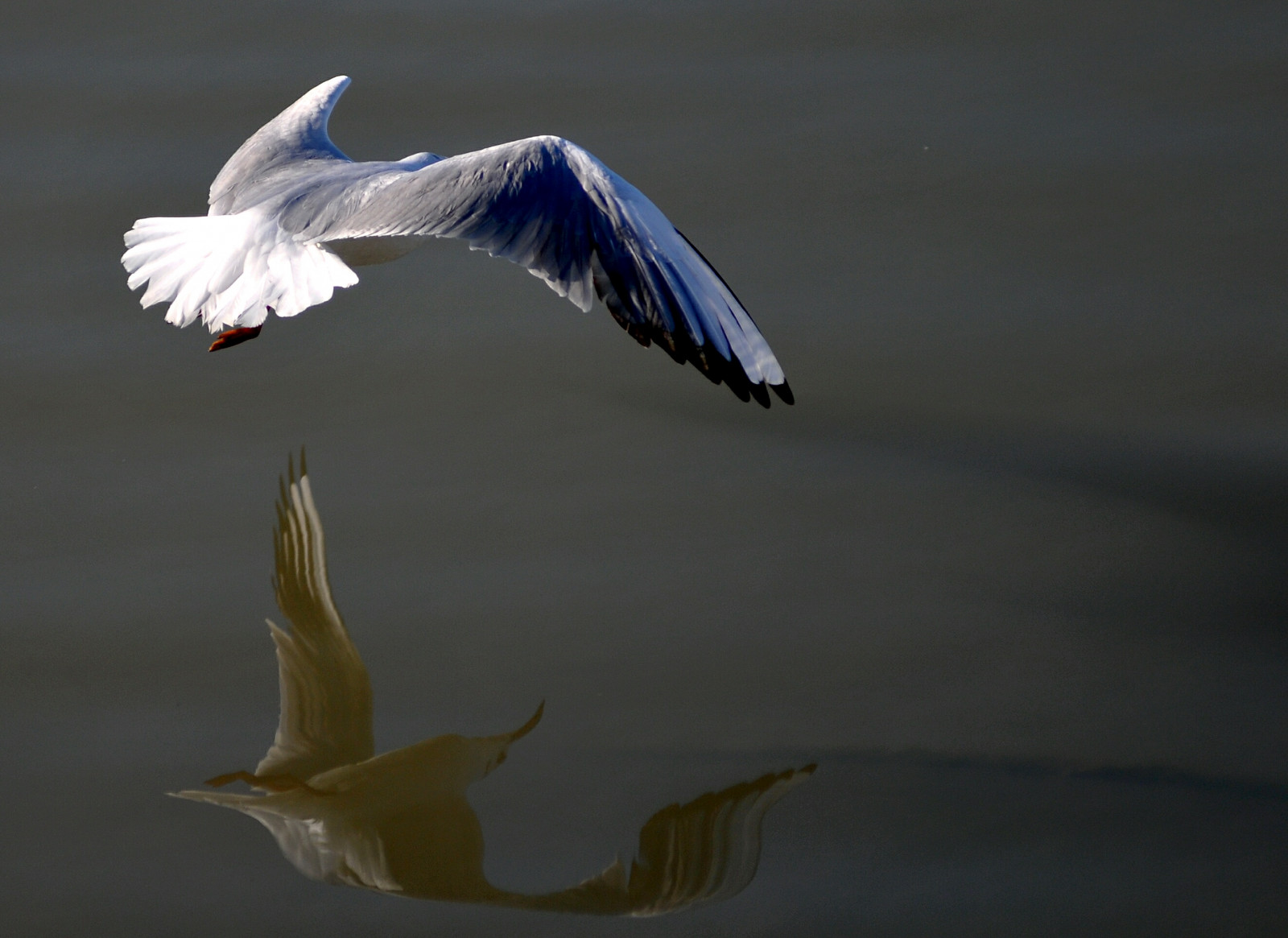 ptactvo, Příroda, Nikon, zobák, Let, světlo, stíny, barvy, pták, racek, racek, mořský pták, křídlo, colori, natura, karetní hra, luci, obratlovců, Charadriiformes, GABBIANI, magicmoments, NATURALMENTE, nikonflickrtrophy