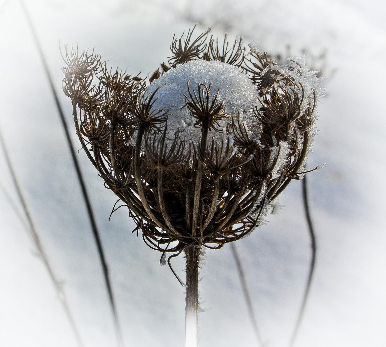 sníh, zima, fotografování, makro, větev, led, mráz, 2015, strom, list, květ, počasí, rostlina, sezóna, flóra, deutschland, Schnee, bayern, eis, větvička, Kati, nikon1v1, zblízka, makro fotografie, závod stonek, Altdorf, wildem hre