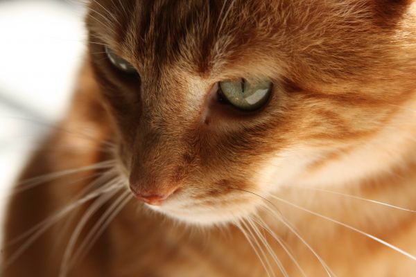 face,cat,fur,nose,whiskers,red