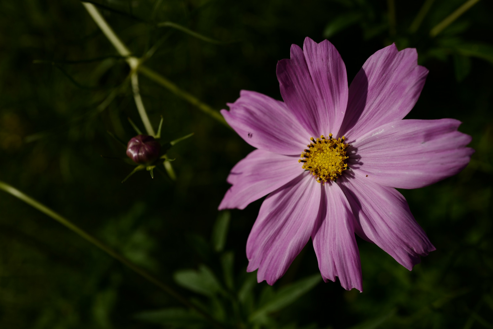 Japonsko, Příroda, květ, Leica, Tokio, jp, květ, rostlina, kosmos, flóra, okvětní lístek, louka, Hamarikyu, Shiodome, summilux, leicaq, summilux1728, q, 1728, divoká rostlina, botanika, suchozemská rostlina, kvetoucí rostlina, zblízka, jednoletá rostlina, makro fotografie, závod stonek, daisy rodina, zahrada kosmos