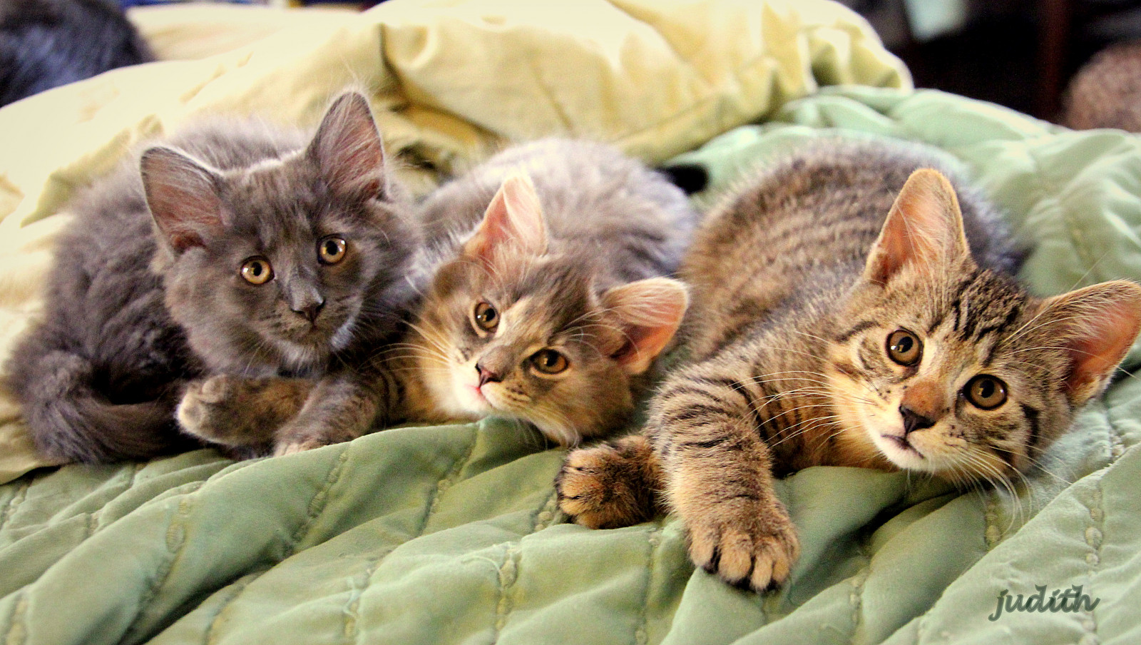 killinger, dora, kattefamilien, Vinny, Ozzie, bluetabby, browntabby