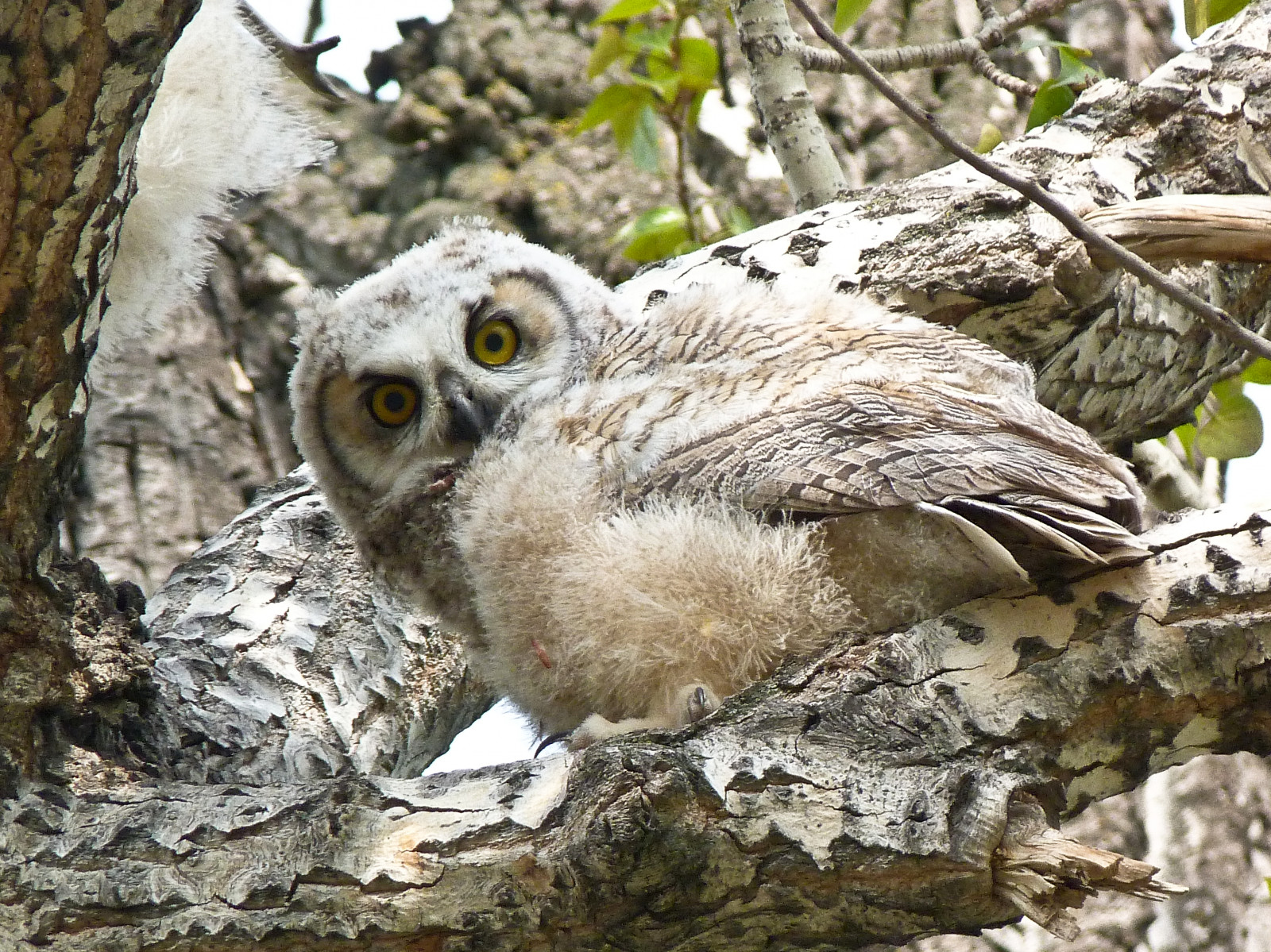 Kanada, strom, Calgary, pták, Příroda, ptactvo, horizontální, lumix, oční kontakt, větev, mladý, raptor, Alberta, sova, pointandshoot, posazený, boční pohled, ornitologie, influenza, birdofprey, greathornedowl, bubovirginianus, fishcreekpark, zelenáč, beautyinnature, southernalberta, beautifulexpression, annkelliott, Burnsmead, avianexcellence, Dmcfz40, Fz40, Panasonicdmcfz40, P1050895fz40