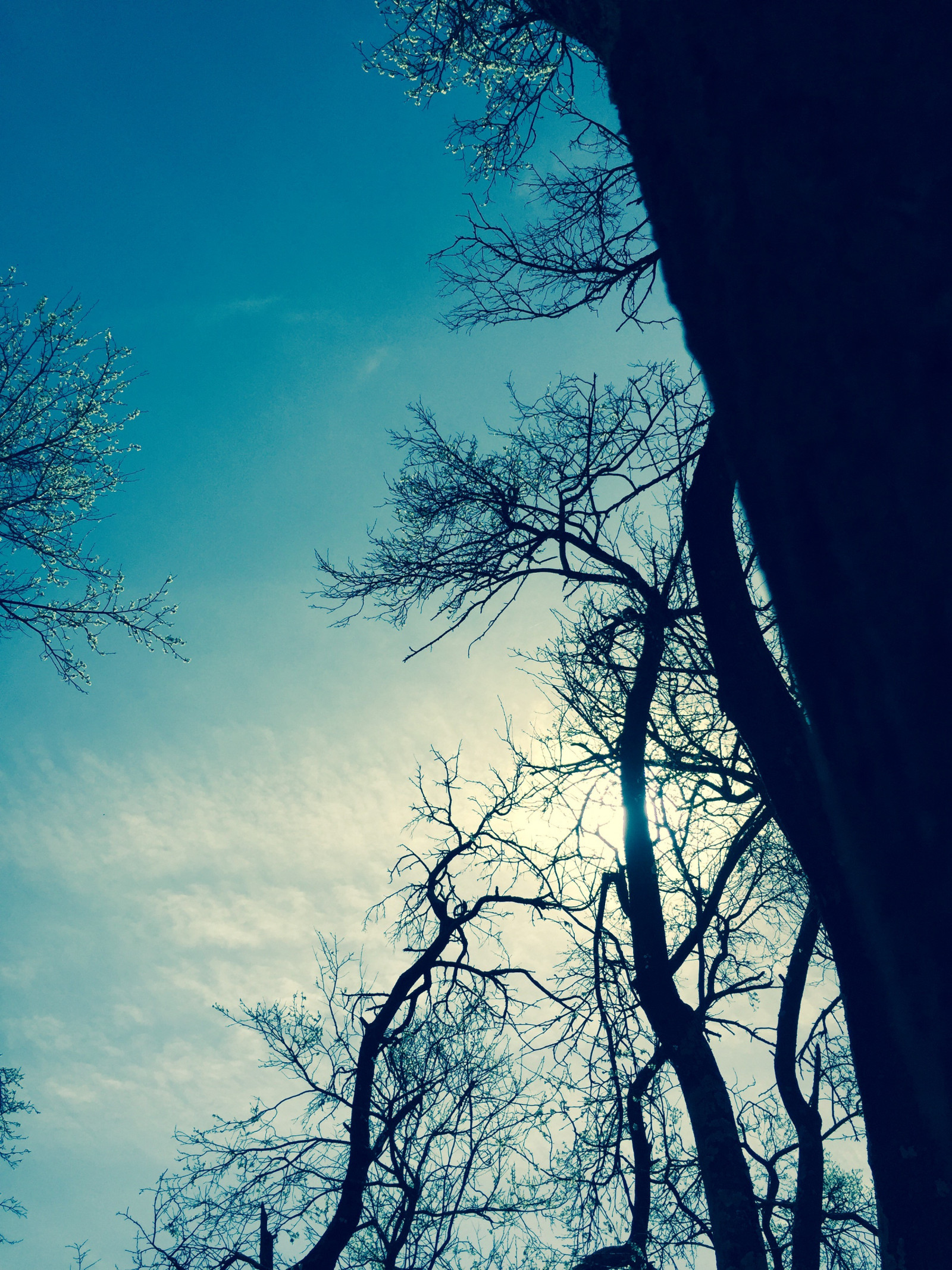 wallpaper : sunlight, snow, texture, explosion, dust,... Wallpaper : sunlight, trees, forest, nature, sky, branch, blue, morning ...
