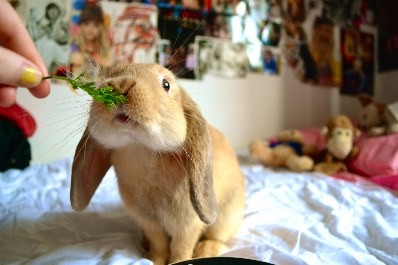 tvář, listy, jídlo, milovat, postel, ráno, dítě, srstnatý, snídaně, kníry, kůže, domácí zvíře, Neděle, zvíře, drahocenný, roztomilý, rozkošný, králičí, legrační, malina, načechraný, výraz, fauna, savec, lol, Králíček, čenich, hezký, zázvor, houserabbit, králíci a zajíci, báječný, králík domácí, jíst, Mňam, moje láska, snídaně v posteli, Layin