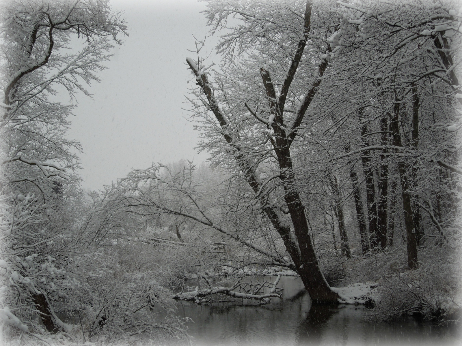 ráno, stromy, zima, Ohio, sníh, odrazy, rybník, brzy ráno, zasněžování, sněžení, graysky, 2014, barrentrees, portagecountyohio, Tallmadgeroad