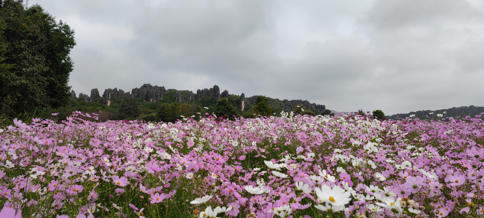 mountain view, rostliny, nebe, mraky, květiny, zahrada, Příroda