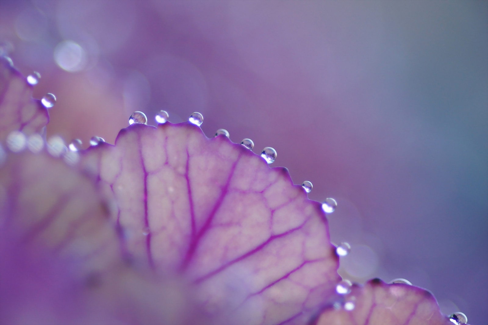 Japan, sollys, vand, natur, fotografering, lilla, blå, blomst, lyserød, dug, Kyoto, blad, blomst, plante, dråbe, flora, kronblad, tæt på, makrofotografering, fugtighed, floweringkale, ornamentalkale, brassicaoleraceavaracephala, thekyotobotanicalgarden, 20150121dsc03177