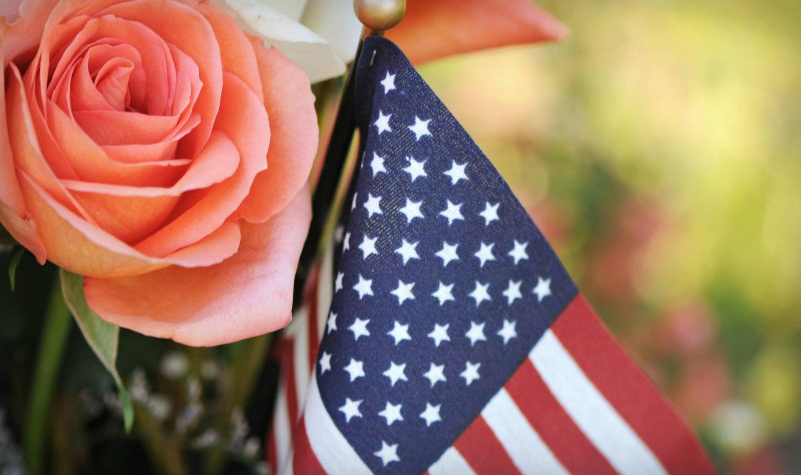 обои флаг, Роза, Патриотический, цветок, лепесток, Спасибо, Heros