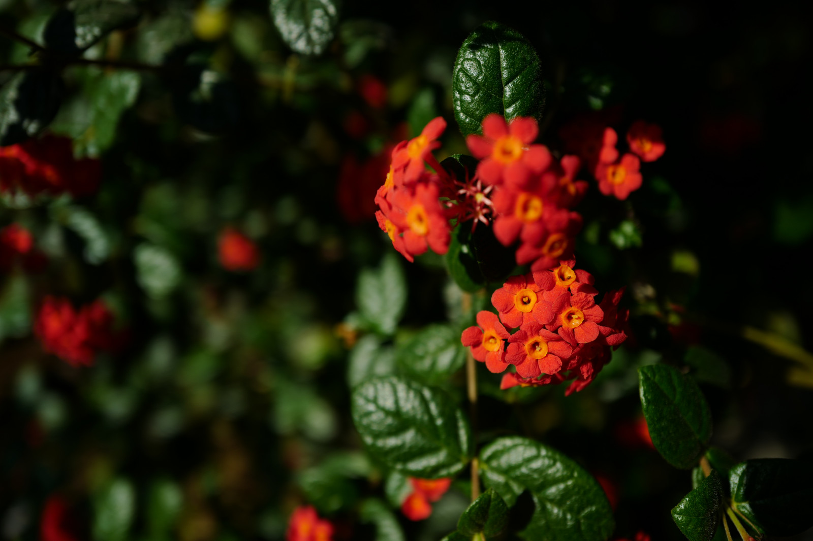 Japan, natur, rød, grønn, blomstre, Leica, Tokyo, Jp, høst, blad, blomst, anlegg, flora, Shinjuku, shinjukugyoen, Summilux, leicaq, summilux1728, q, 1728, Wildflower, botanikk, landanlegg, blomstrende plante, busk, makrofotografering