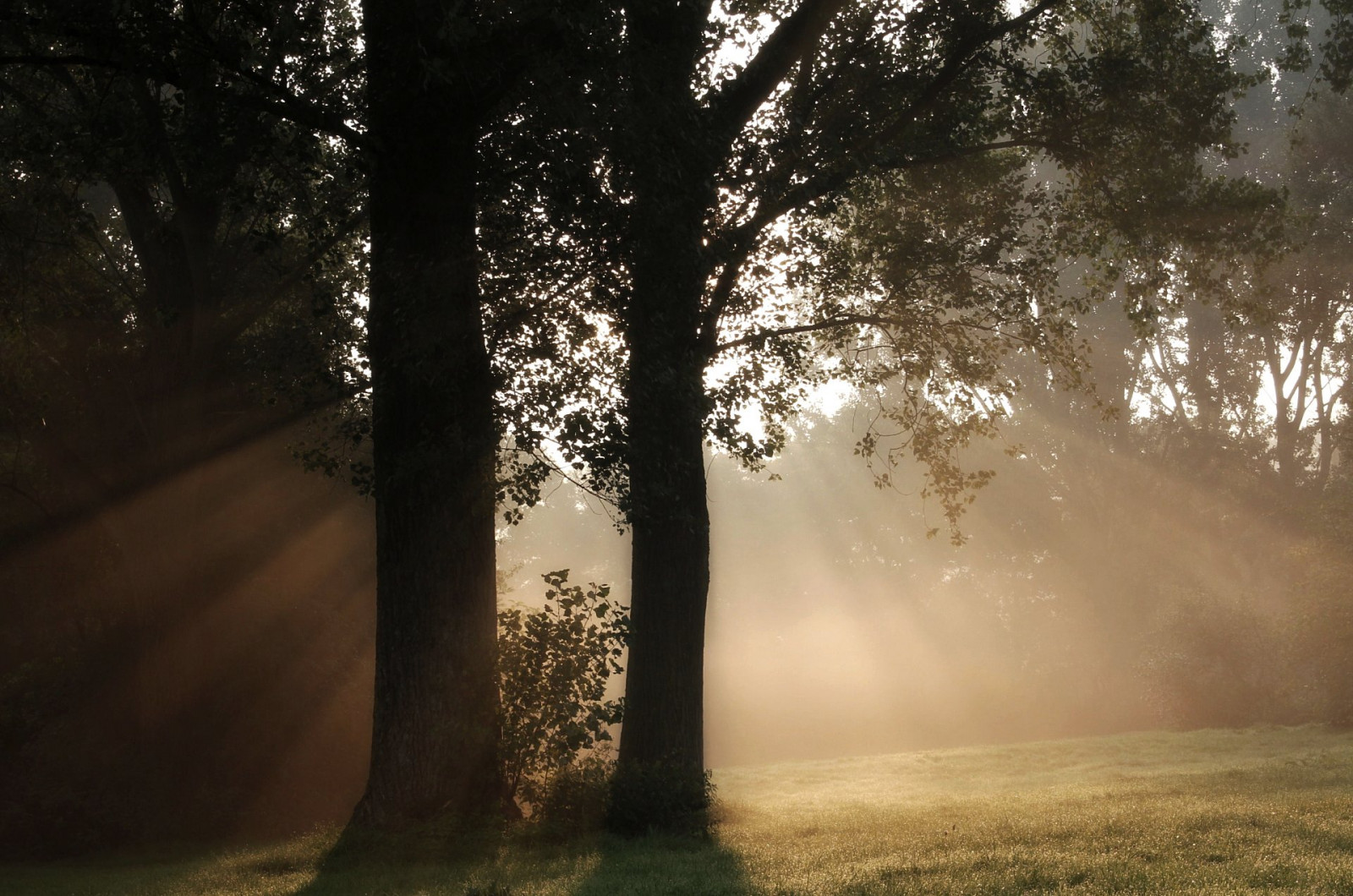 slunečnímu záření, stromy, les, Příroda, odraz, tráva, zima, větev, večer, ráno, mlha, slunce, sluneční paprsky, světlo, strom, podzim, mlha, list, počasí, svítání, rostlina, sezóna, tma, zálesí, Bomen, místo výskytu, přírodní prostředí, atmosférický jev, dřevina, zonnestralen, v lesích
