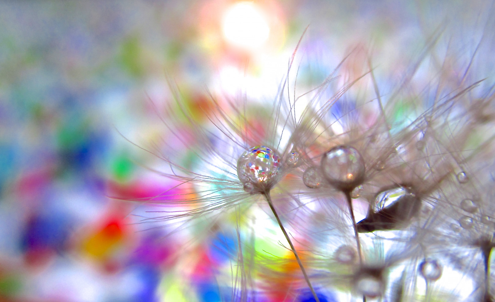 makro, kapka vody, konfety, pampeliška, Lom světla, kaos2