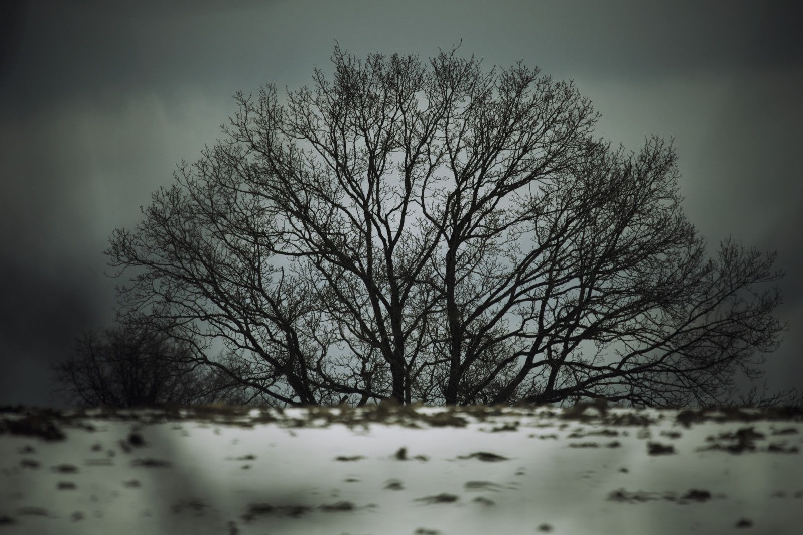 černobílý, Příroda, odraz, sníh, zima, větev, led, ráno, mlha, mráz, Kánon, atmosféra, dub, zmrazení, TR, R, NAPŘ, strom, počasí, je, rostlina, sezóna, Vinter, eos, 5dmkii, sne, atmosférický jev, dřevina, 100.400mm